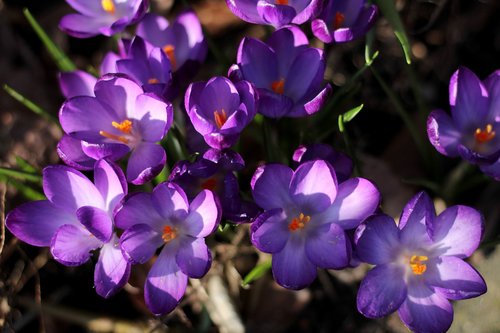 crocus  purple  spring