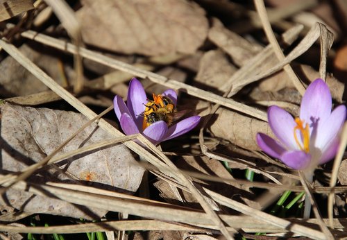 crocus  bee  spring