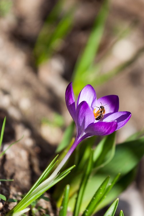 crocus  flower  in the spring