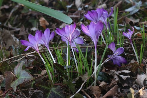 crocus  flowers  nature