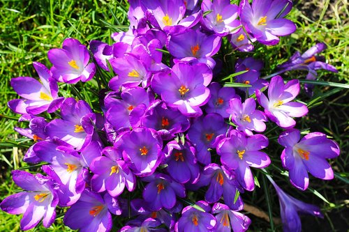 crocus  flowers  purple