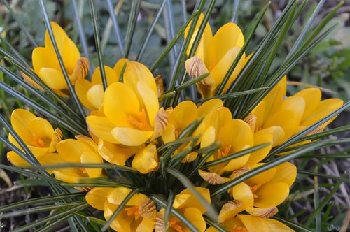 crocus  yellow  spring