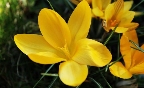 crocus  yellow  flower