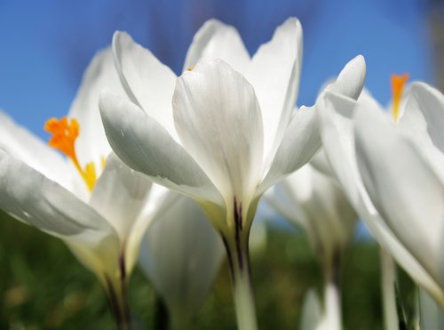 crocus  white  flower