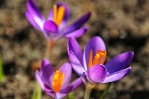 crocus  spring  purple