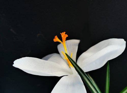 crocus  flower  flowers temple