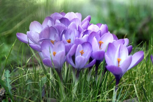 crocus  flowers  an interesting perspective