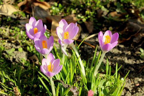 crocus  early spring  violet