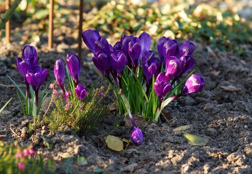 crocus  purple  spring