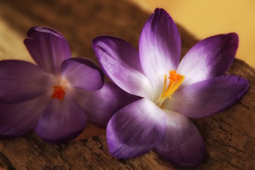 crocus  purple  close up