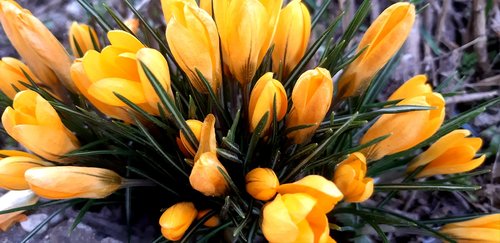 crocus  flower  yellow