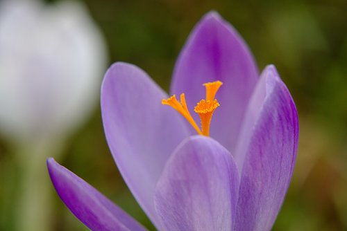 crocus  spring  yellow