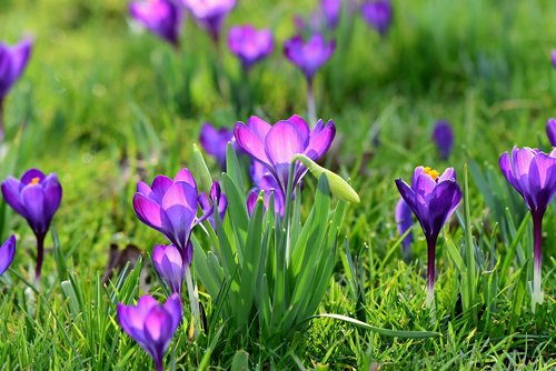 crocus  spring flower  blossom