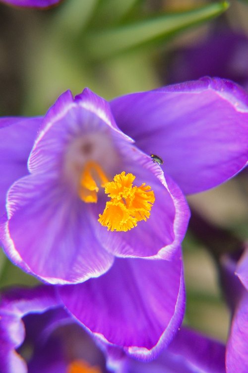 crocus  flower  purple
