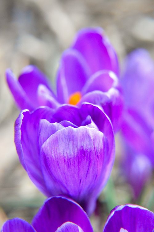 crocus  flower  purple
