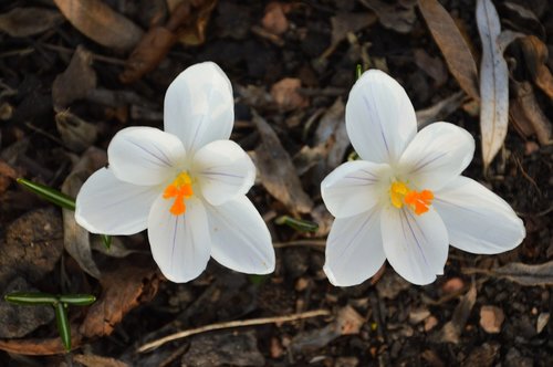 crocus  flower  white