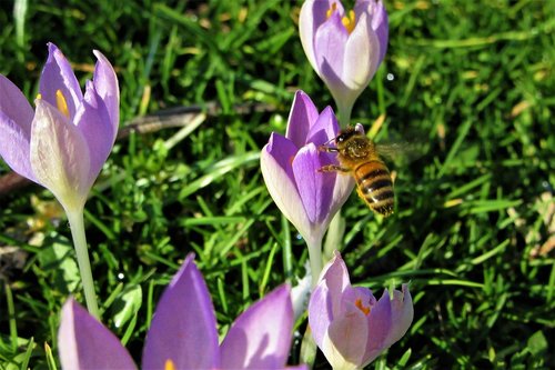 crocus  spring flowers  bee