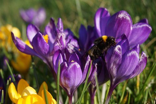 crocus  spring  nature