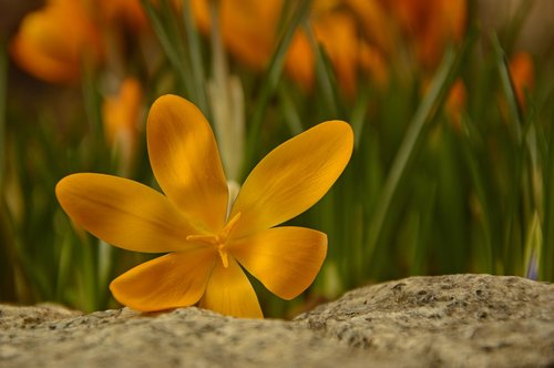 crocus  early bloomer  spring flower
