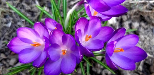 crocus  flowers  violet