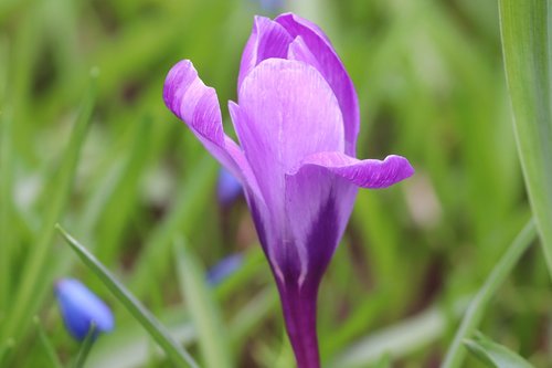 crocus  individually  spring