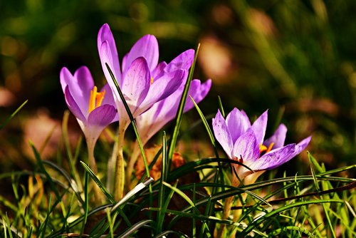 crocus  flower  plant