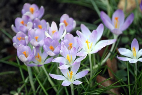 crocus  flowers  spring