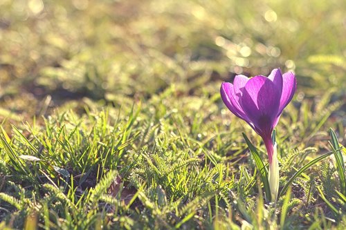 crocus  flower  flower bulbs