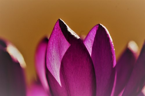 crocus  violet  garden spring