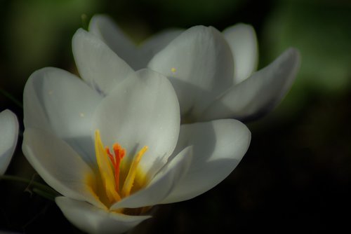 crocus  plants  flower