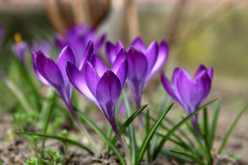crocus  saffron  violet