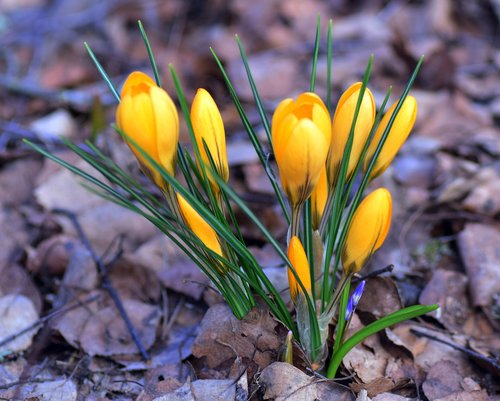 crocus  iris  plant