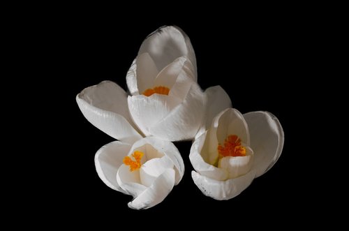 crocus  plant  flowers