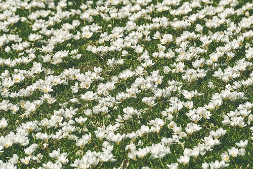 crocus  flower meadow  white