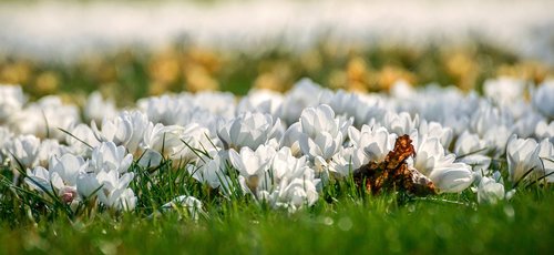crocus  flower meadow  white