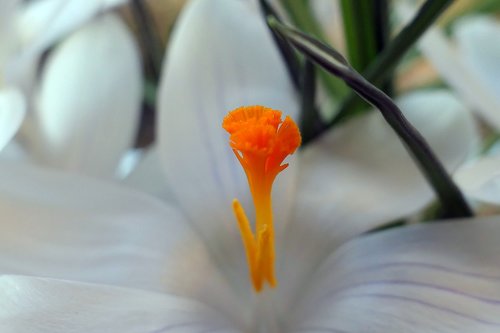 crocus  flower  flowers temple