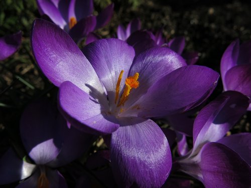 crocus  violet  blossom