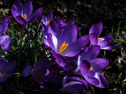 crocus  violet  blossom