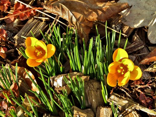 crocus  yellow  blossom