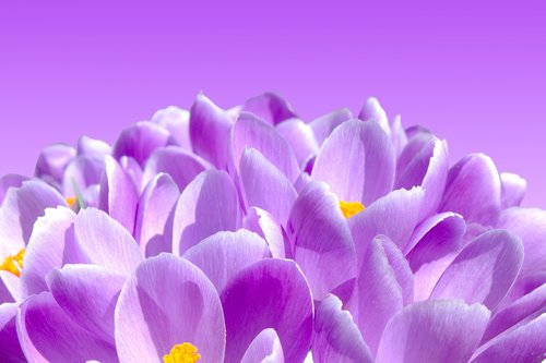 crocus  flowers  spring