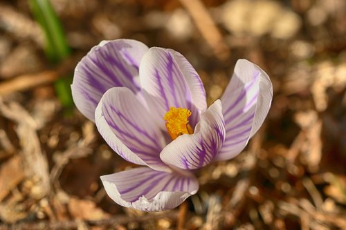 crocus  nature  flower