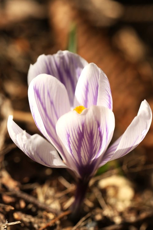 crocus  blossom  nature