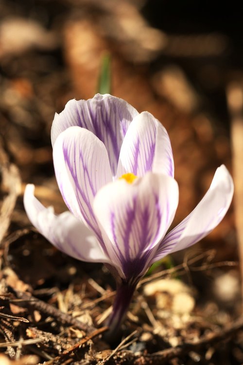 crocus  blossom  nature