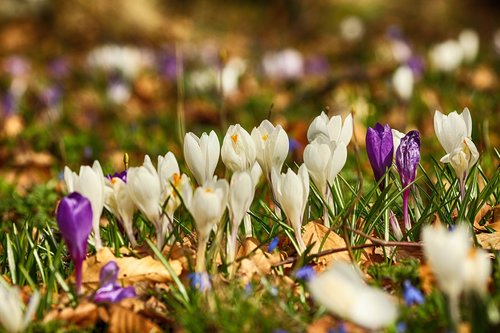 crocus  flowers  blossom