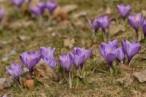 crocus  flowers  blossom