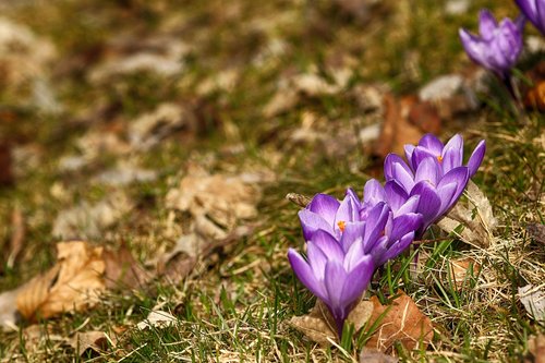 crocus  flowers  blossom