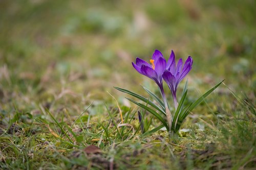 crocus  nature  plant