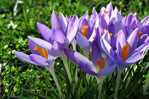 crocus  spring  flowers