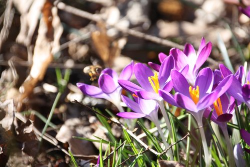 crocus  purple  forest