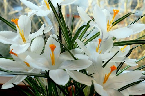 crocus  flower  flowers temple